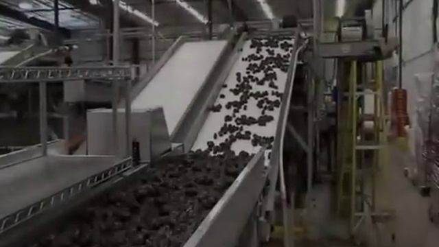 Smart Vision Works   Date Sorting Machine