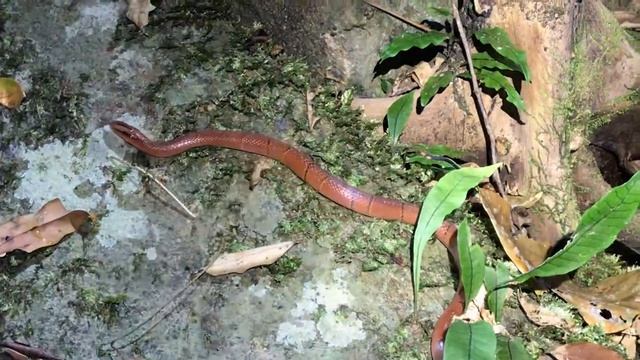 Rắn sọc đỏ cực quý hiếm | Red bamboo rat snake (Oreocryptophis porphyraceus) | Vietnam herping смотреть онлайн