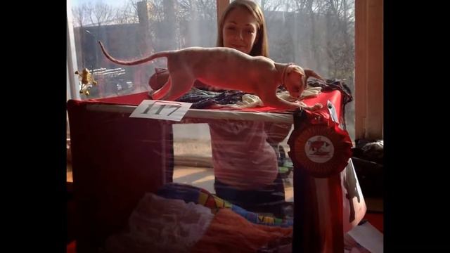 WCF International Cat Show. October / November 2013 смотреть онлайн