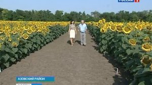 На Дону вывели новый устойчивый к заразихе сорт подсолнечник