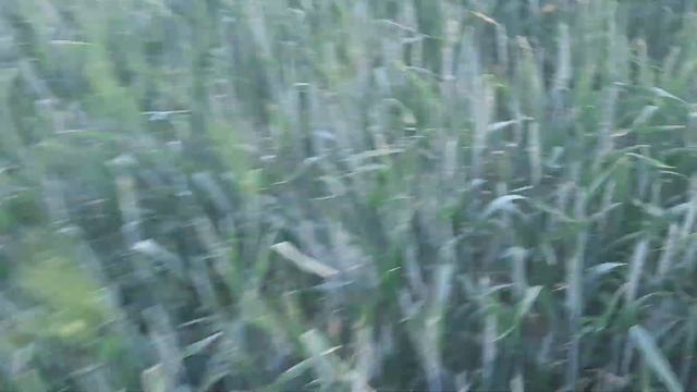 Пшеница озимая! Май, Крым, трипс, клоп! смотреть онлайн