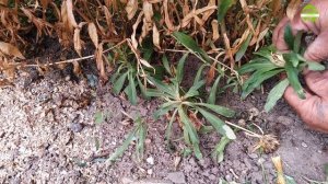 Уход за турецкой гвоздикой после цветения