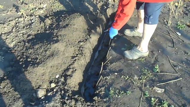 Фундук для Средней полосы России Посадка школки фундука смотреть онлайн