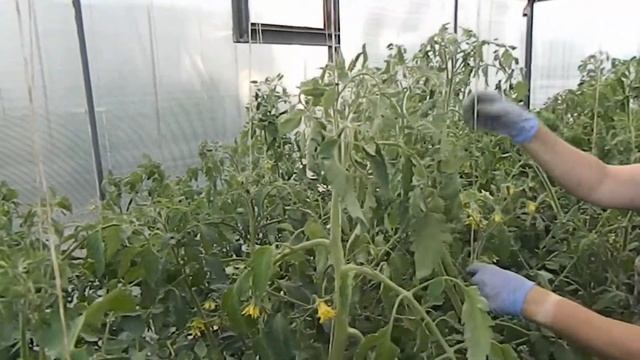 "Парикмахерская в теплице" - Формирование кустов томатов смотреть онлайн