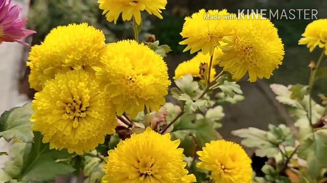 Sunday Update Of Winter Flowers| Winter Garden| 27-12-2020