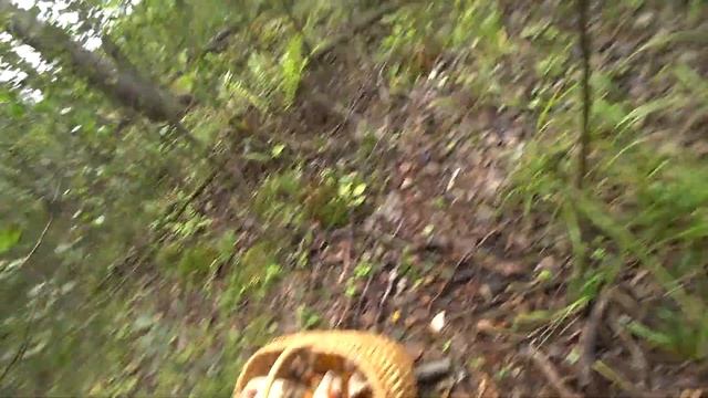 ОСЕННЯЯ ВОЛНА ГРИБОВ 2023! ОДНА ПОЛЯНА - ПОЛНАЯ КОРЗИНА! Сбор грибов в сентябре 2023 смотреть онлайн