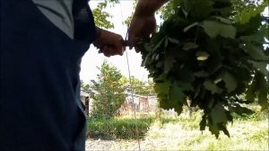 Как заготовить на зиму дубовые банные веники, своими руками.