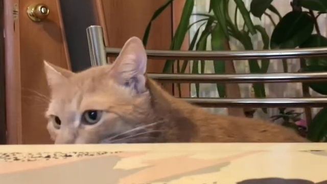 Приколы с котами | Кот и креветка | Смешные котики смотреть онлайн