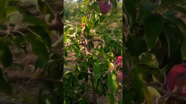 Летнее яблоко. Сорт Вильямс прайд. смотреть онлайн