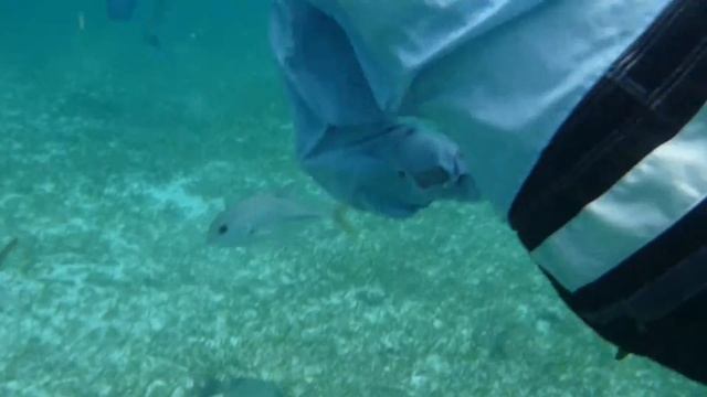 Sharks & Stingrays Foraging. Акула-няня и скат-хвостокол; кормление (1951sp) смотреть онлайн