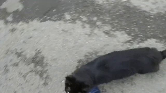 Чёрная красавица. смотреть онлайн