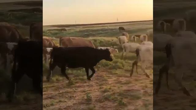 Телки 50 голов. Порода Симментал, продажа из России на экспорт. смотреть онлайн