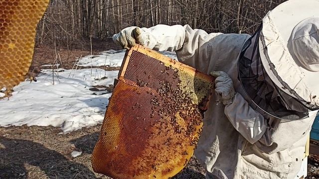 ИТОГИ ЗИМОВКИ ПЧЁЛ 2021-2022. НОВЫЕ УЛЬИ. ПЧЁЛЫ НЕСУТ ОБНОЖКУ. смотреть онлайн