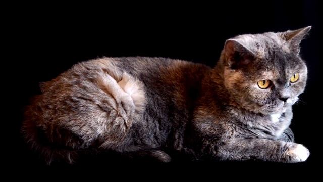 cutest pets ever#cat #dog #pets #usa смотреть онлайн