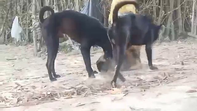 Hunter Dogs Training смотреть онлайн