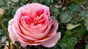 Роза Абрахам Дерби - трёхлетний куст.