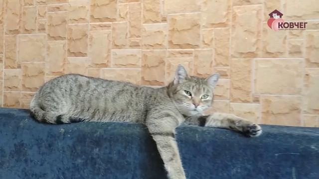 "Ковчег"- приют для бездомных кошек смотреть онлайн