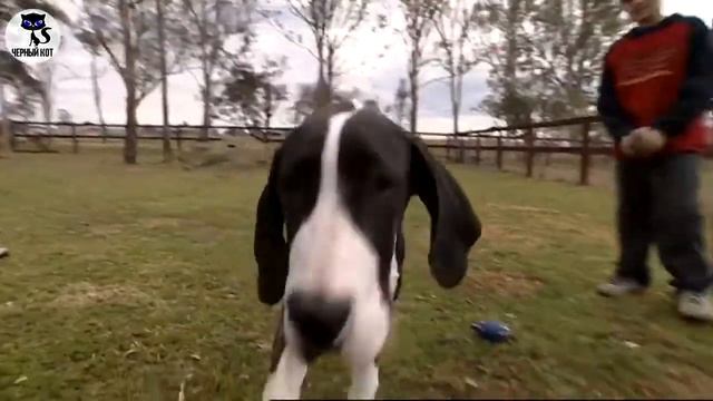 ✔ Немецкий дог, плюсы и минусы породы, особенности содержания немецкого дога смотреть онлайн