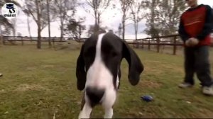 ✔ Немецкий дог, плюсы и минусы породы, особенности содержания немецкого дога