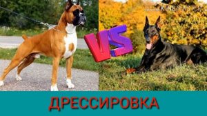 Немецкий боксер против Добермана. German boxer against Doberman. Animals Battle.