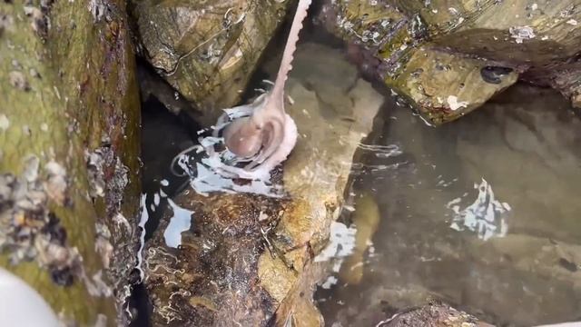 【合集】經過一整個上午的狂風驟雨，下午牛牛出來趕海，在沙灘上發現遍地釘螺【牛牛趕海海鮮】 смотреть онлайн