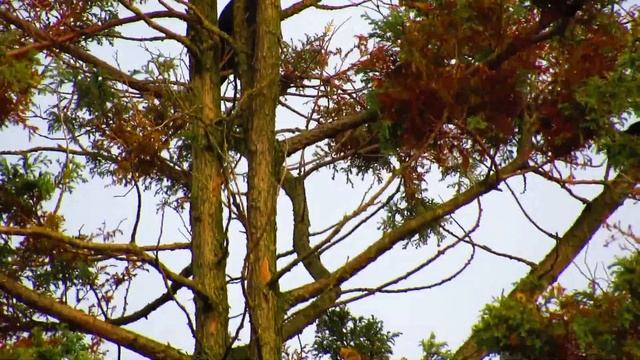Canon PowerShot SX530 HS Zoomtest Krähen im Baum смотреть онлайн