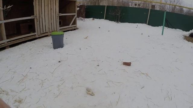 Суть документов на собаку смотреть онлайн