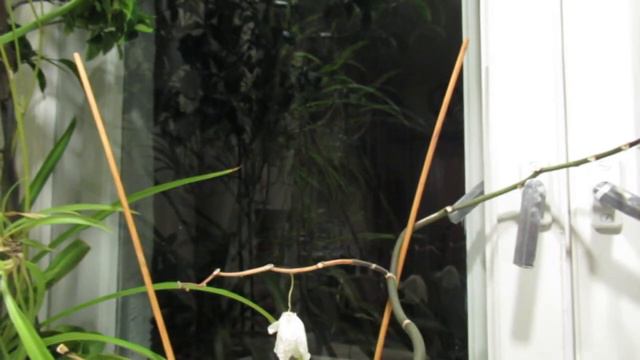 Напишу для тебя... смотреть онлайн