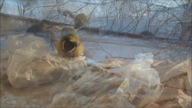 синички смотреть онлайн