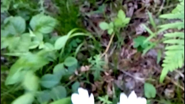 Лес. Дорога с дачи. Лесные цветочки,лилии, растения. смотреть онлайн