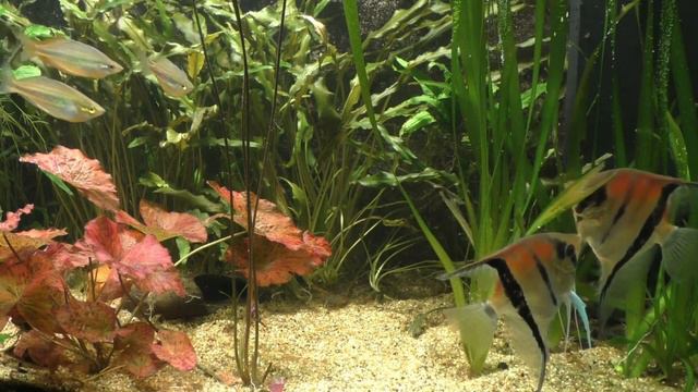 Нежная лечебная музыка здоровья и для успокоения нервной системы! смотреть онлайн