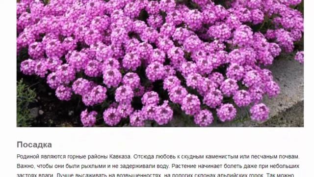 Крылотычинник Красивые растения для дома и сада смотреть онлайн