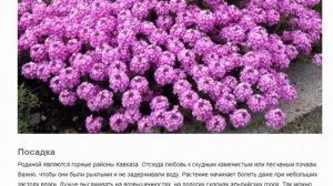 Крылотычинник Красивые растения для дома и сада