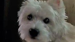 НЕ БУДИТЬ, НЕ КАНТОВАТЬ, ПРИ ПОЖАРЕ ВЫНОСИТЬ В ПЕРВУЮ ОЧЕРЕДЬ!
( УЛЛИ - Вест-хайленд-уайт-терьер) смотреть онлайн