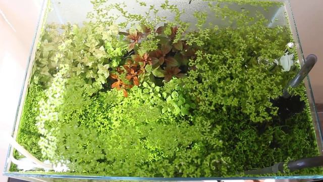 HOW TO NATURAL SUN AQUARIUM | Aquascaping SUNSHINE - 50K subscriber video special - NO light fixtur смотреть онлайн