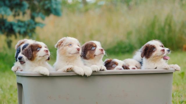 Border collie vs Australian Shepherd Differences - Which Breed Is Better? смотреть онлайн