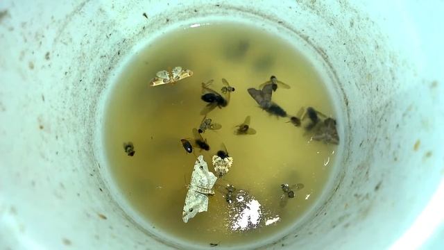 Квас для яблоневой плодожорки смотреть онлайн