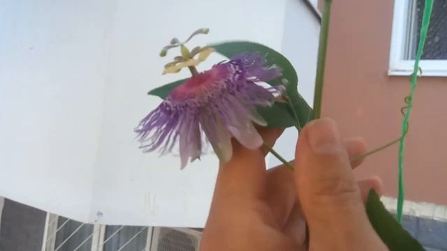 Пассифлора цветёт смотреть онлайн