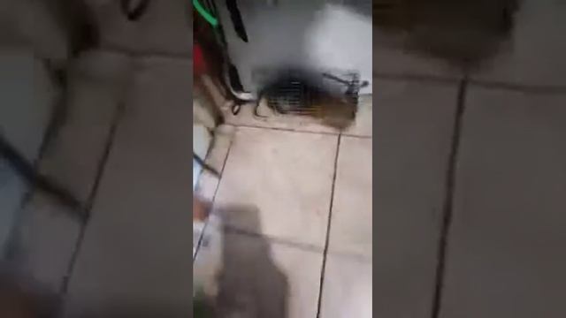 жирная крыса смотреть онлайн