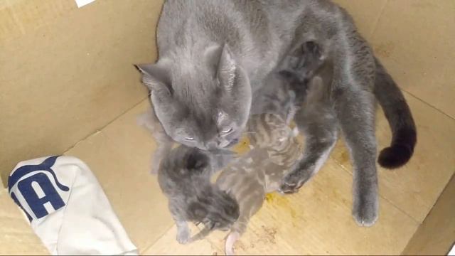 Часть 2 Герда зовет посмотреть котят. Кошка И Котята Говорят смотреть онлайн