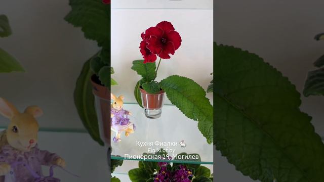 Студия Кухня Фиалки 🐇. Август. АВ-Цветочные Лабиринты, АВ-Дамасская Роза, Jolly Splashy, Little смотреть онлайн