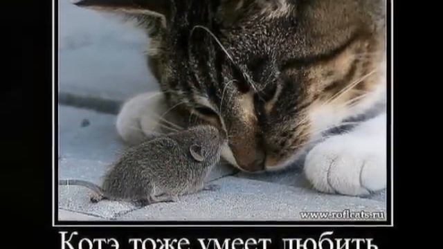 Очень красивые коты!!! смотреть онлайн