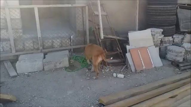 Наташа привезла вкусные блинчики Черныш привстал смотреть онлайн