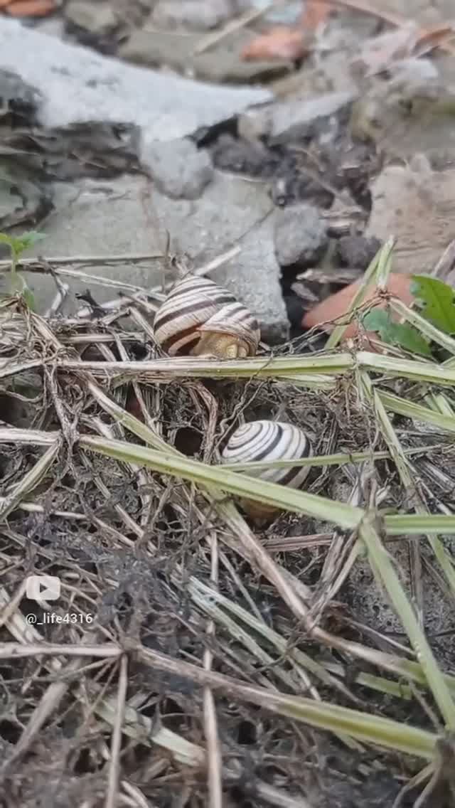 Ути бозе) смотреть онлайн