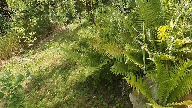 Дачный рай. Маленький ремонт преобразил террасу. Помидоры пошли! Чего не знала соседка смотреть онлайн