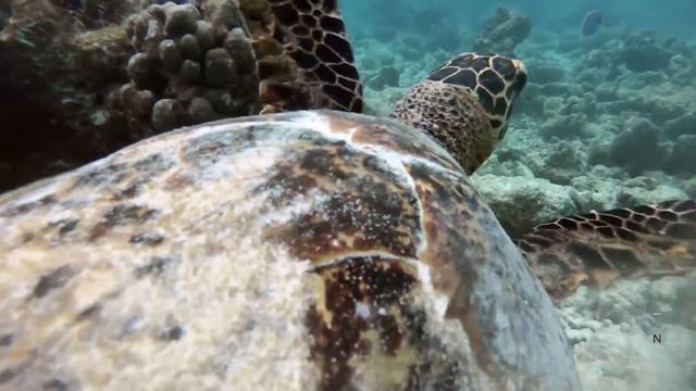 beautiful Collection of Fishes underwater sea | water sound смотреть онлайн