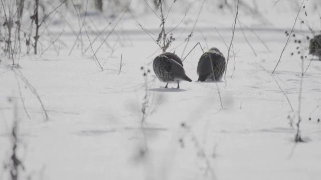 Серая куропатка / Perdix perdix / Grey Partridge смотреть онлайн