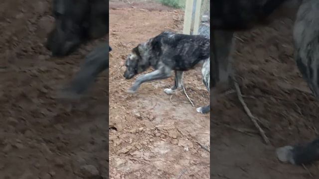 очень красивый окрас у бродячей собаки смотреть онлайн