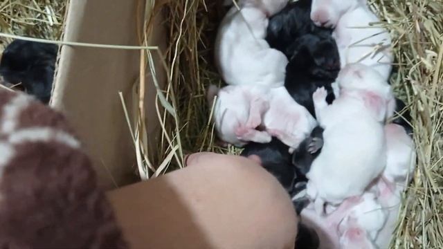 Почему кролики не набирают вес. Часть 1.Проблемы младенчества. смотреть онлайн