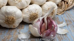 Яровой чеснок — что это